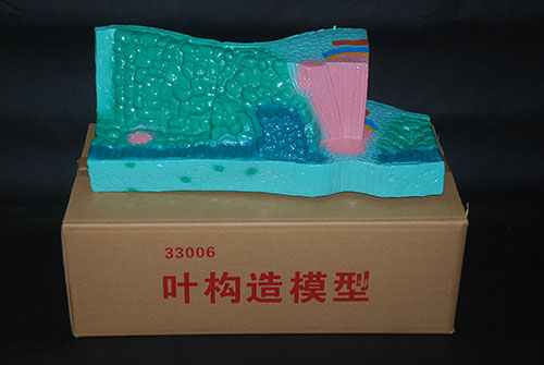 叶构造模型